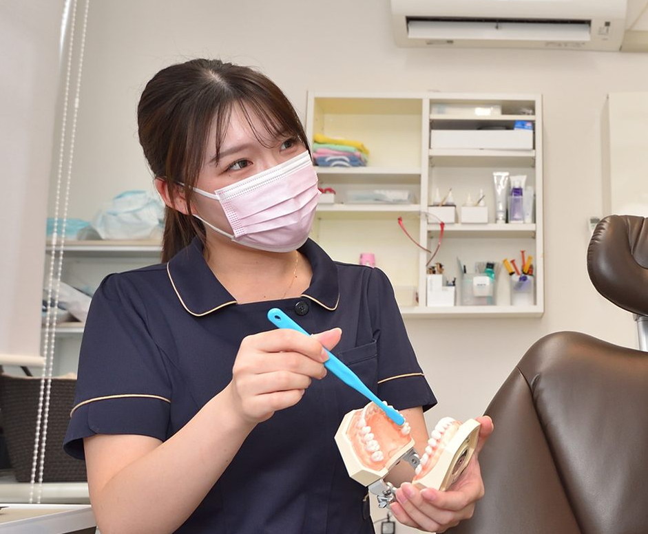 歯ブラシと歯の模型を持つスタッフ